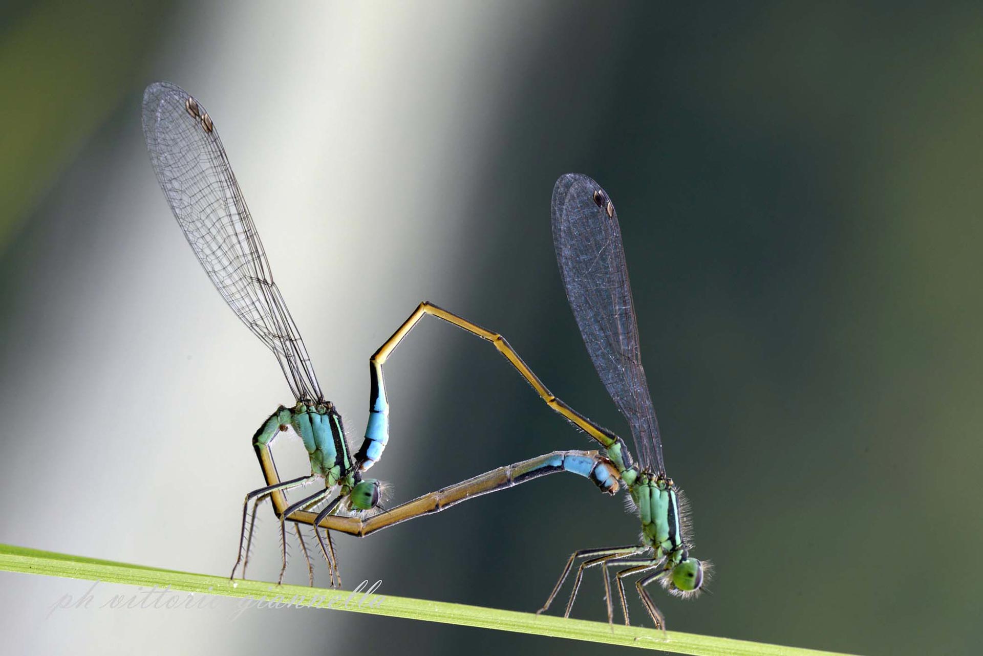 vittorio-giannella-appendiamole (11)