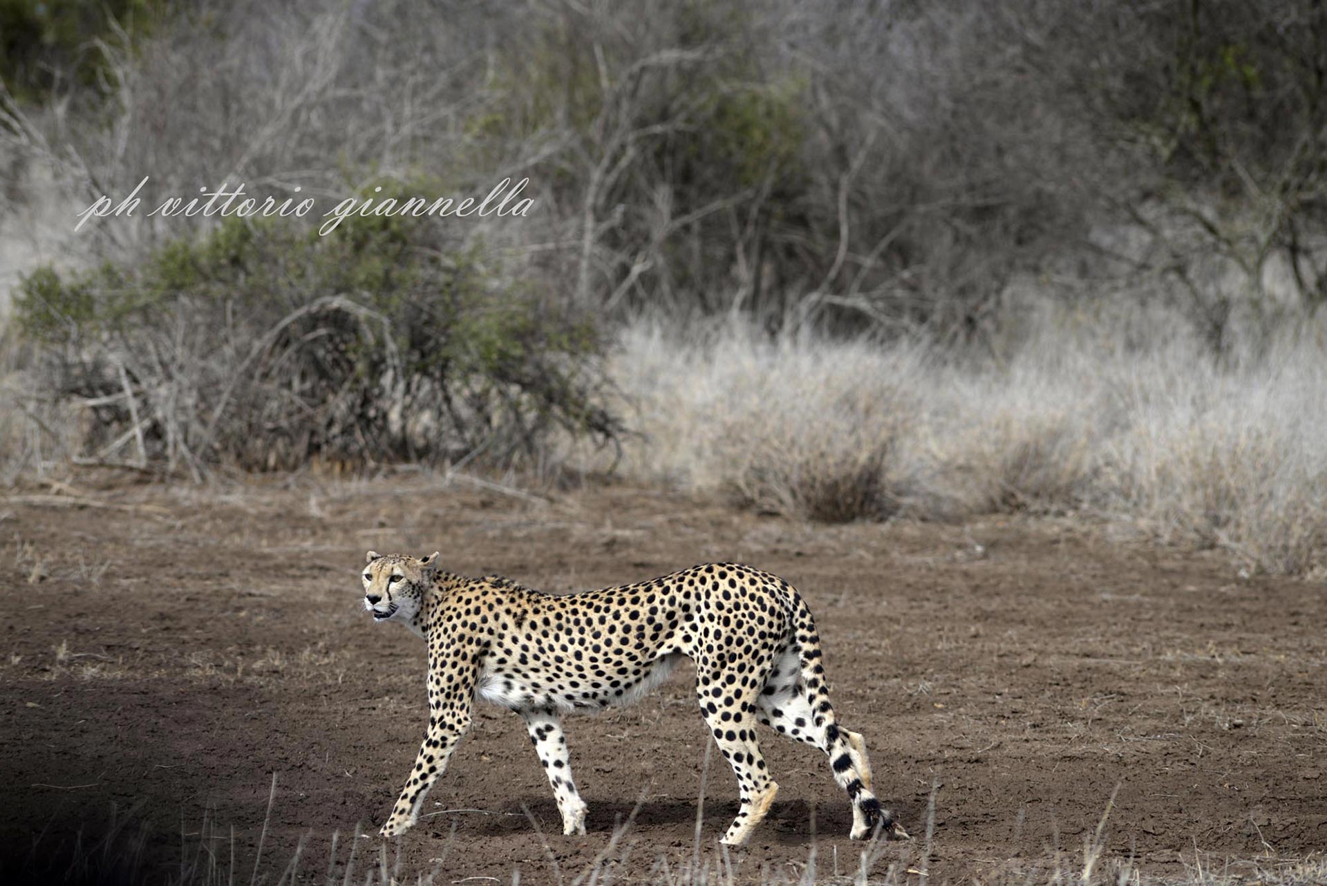 vittorio-giannella-appendiamole (4)